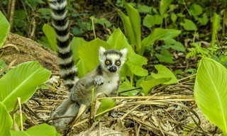 Madagascar's weirdest
