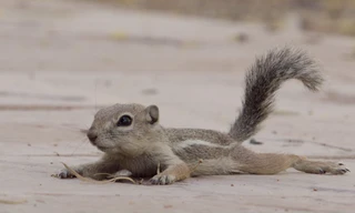 Mammals
