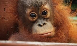 Meet the orangutans