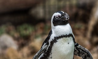 Meet the penguins
