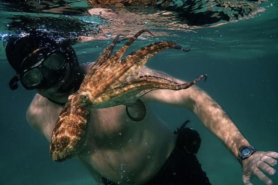 My Octopus Teacher