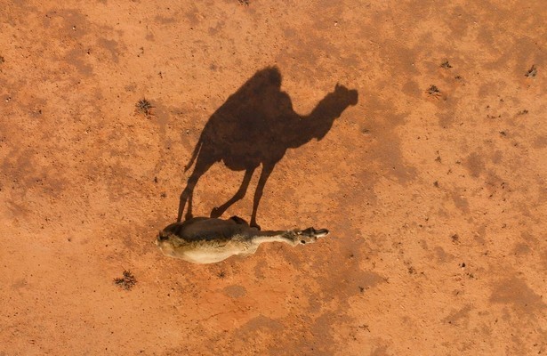 Still uit Mammals