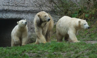 Neues aus dem Münchner Tierpark Hellabrunn