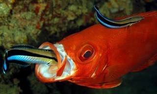 Ocean's weirdest