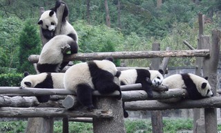 Pandamonium