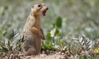 Prairie dog manor