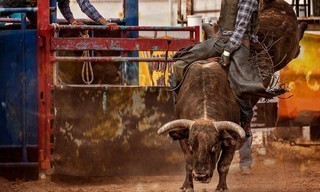 Pro Bull Riders