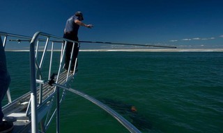 Return of the white shark