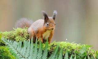 Scotland - The new wild