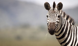 Serengeti