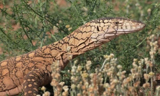 Serpents surprise