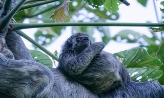 South America's weirdest animals