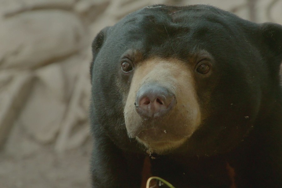 Secret Life Of The Zoo