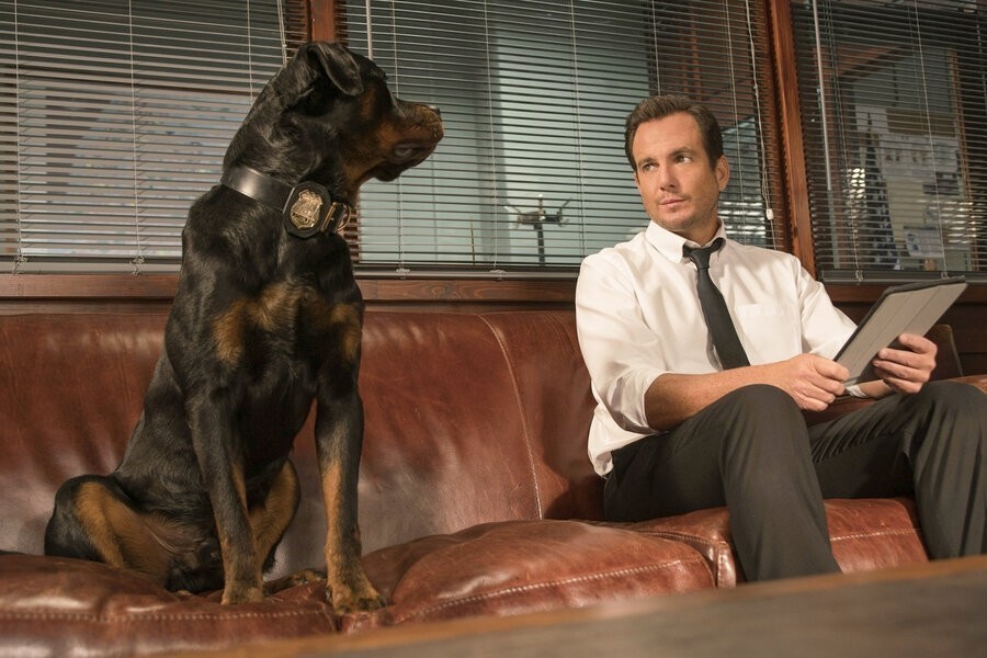 Show Dogs