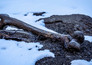 Secrets in the ice