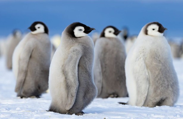 Pinguïns
