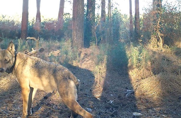 De wolf achterna