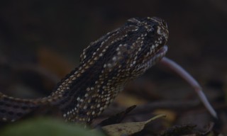 The hidden world of snakes