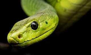 The wonder of animals