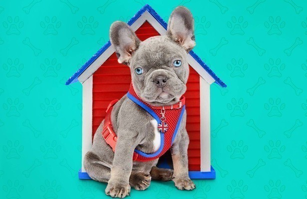 The Dog House