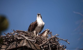 Visarenden: Jagers boven zee