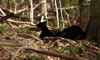 Wild Appalachia