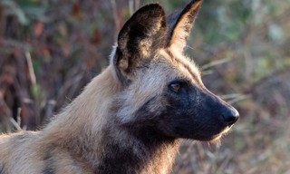 Wilde honden: Met de roedel mee