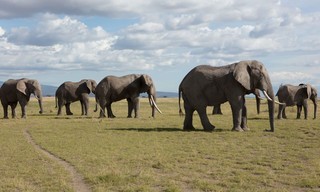 Wildwechsel: Tiere auf Achse
