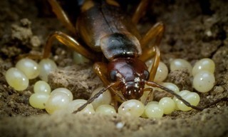 Winzige Wunder: Insekten