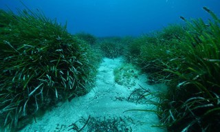 Wunderwelt Seegraswiesen - Klimaretter, Kinderstube, Küstenschutz