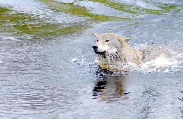 Wolf