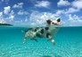 Zotte dieren